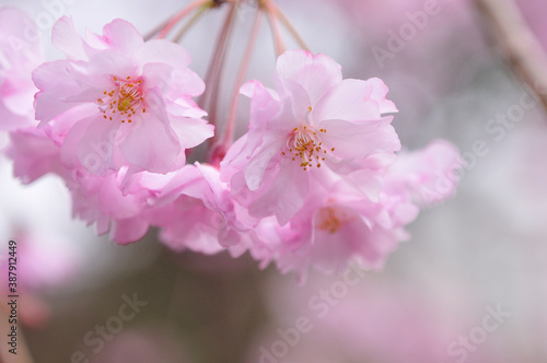 しだれ桜