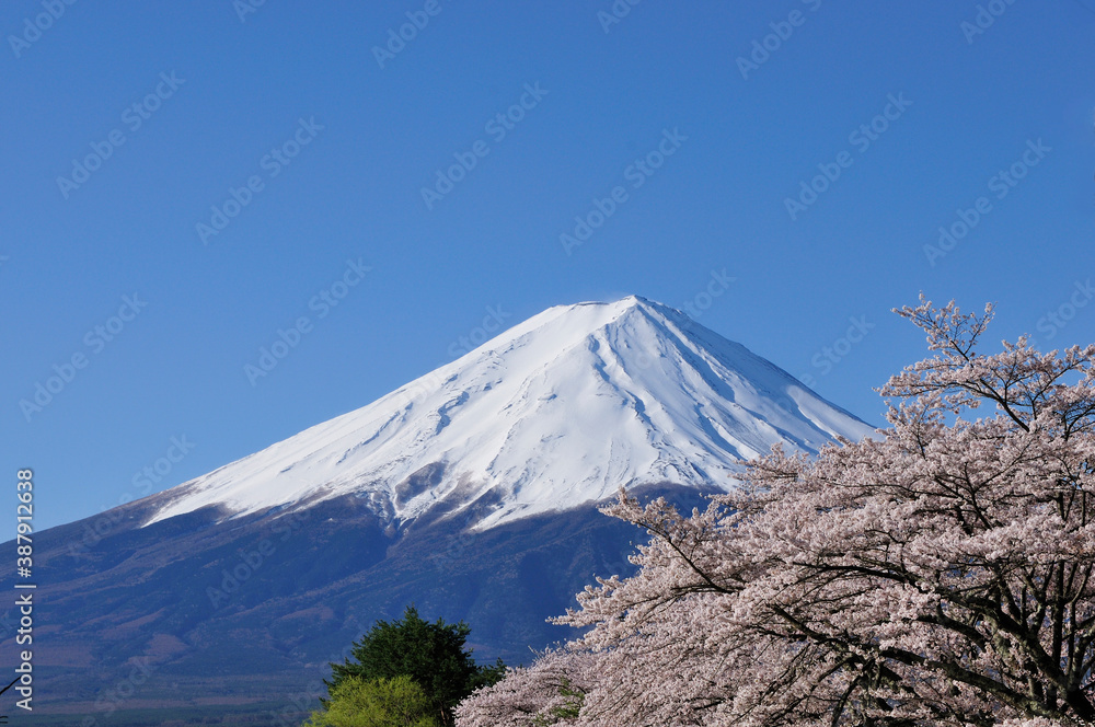 Fototapeta premium 富士と桜