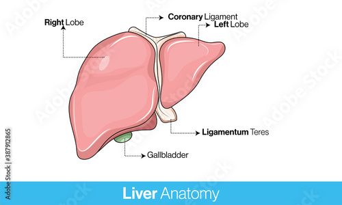 Anatomy pf liver in white background showing gallbladder