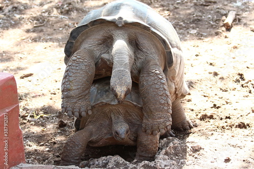 Φωτογραφία Two land Turtles are mating