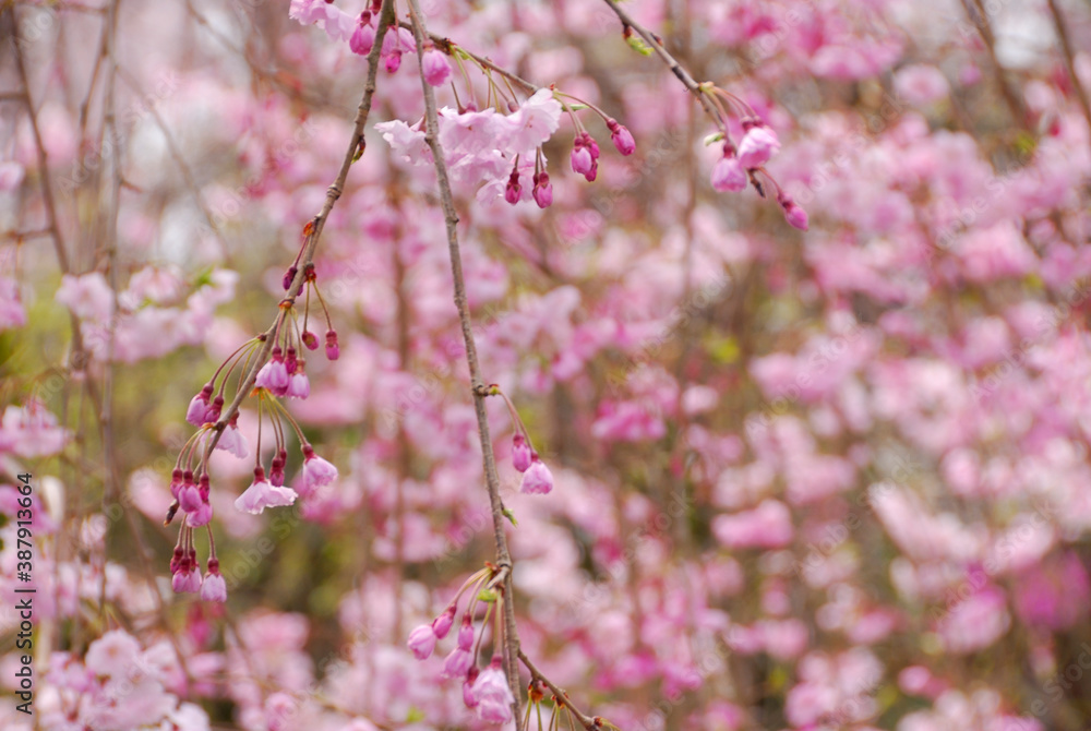 Obraz premium しだれ桜
