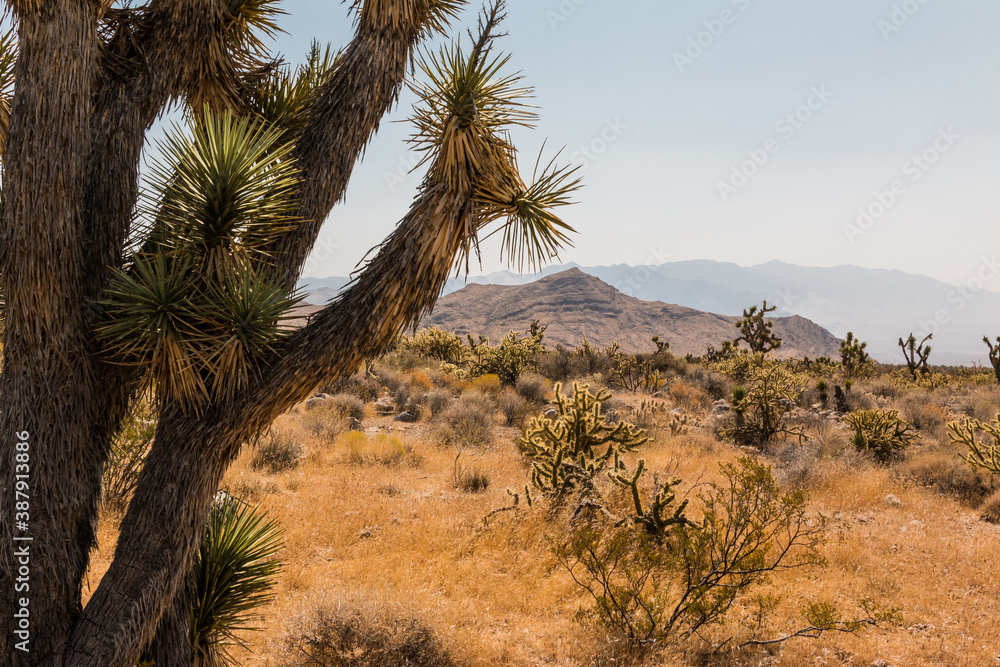 Mojave Desert and Joshua Tree With The Bulldog Knolls, Woodbury desert Study Area, Utah, USA Mojave Desert and Joshua Tree With The Bulldog Knolls, Woodbury desert Study Area, Utah, USA