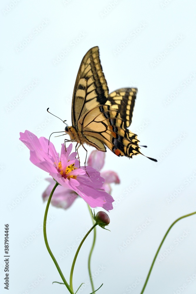 Obraz premium 蝶とコスモスの花