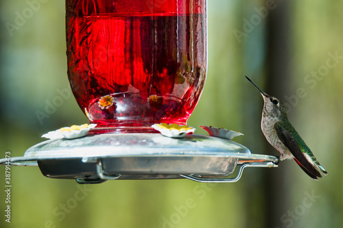 Hummingbird drinks from a glass feeder in a backyard garden