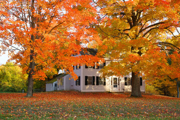 red autumn trees in front yard in residential area