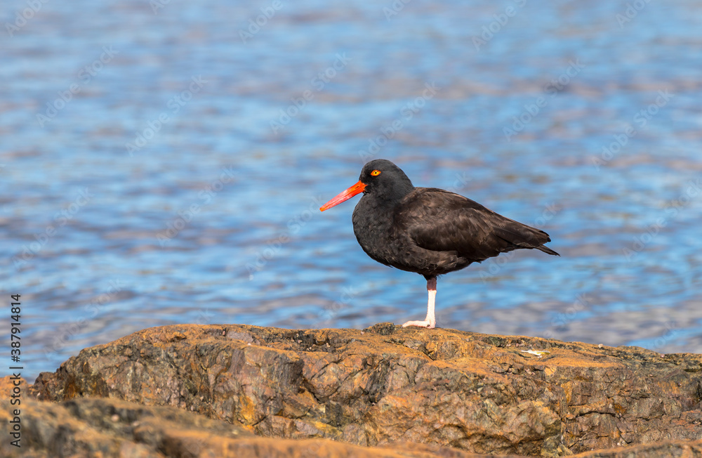 A black oyster catcher A black oyster catcher