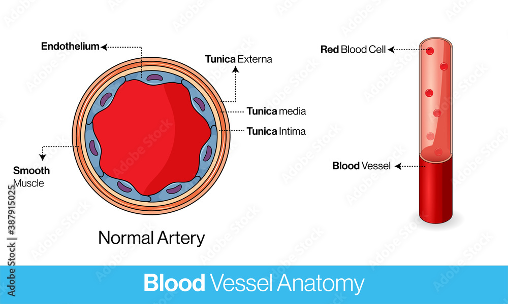 Cross section of blood vessel, Artery or capillary of Human body vector ...