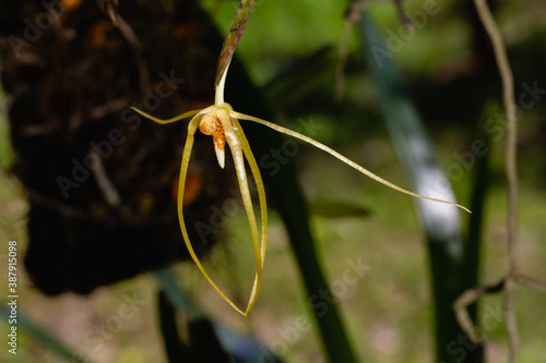 a native orchid species  Thrixspermum raciborskii  close up photo