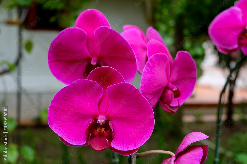 Close up photo, Beautiful Orchid flower in natural garden with soft focus and blurred background, Selectived focus Close up photo, Beautiful Orchid flower in natural garden with soft focus and blurred background, Selectived focus