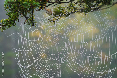 close up on spider web