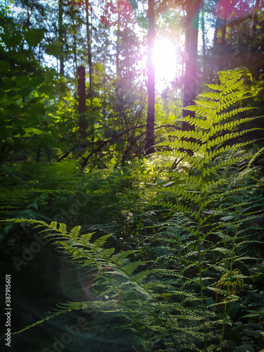 morning in the forest