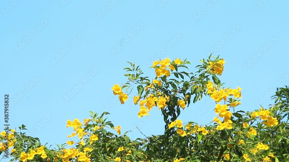 Yellow flowers on tree with blue sky , Chiangmai Thailand Yellow flowers on tree with blue sky , Chiangmai Thailand