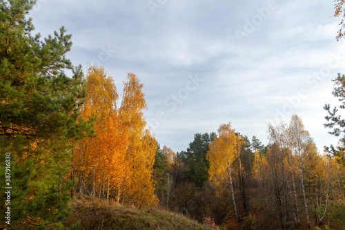 autumn forest in the autumn © aleksey24