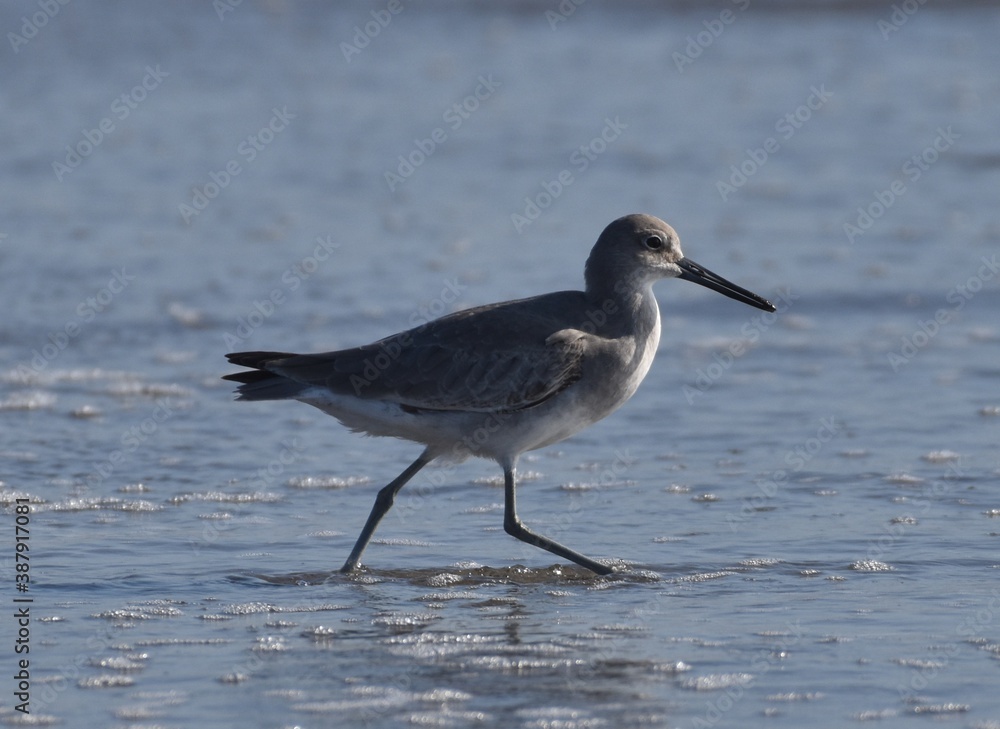 A willet (Tringa semipalmata) runs in the surf on Moss Landing Beach A willet (Tringa semipalmata) runs in the surf on Moss Landing Beach