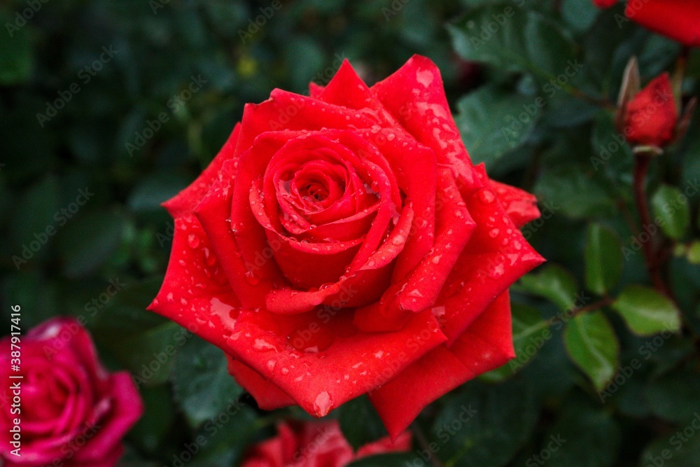 red rose with water drops red rose with water drops