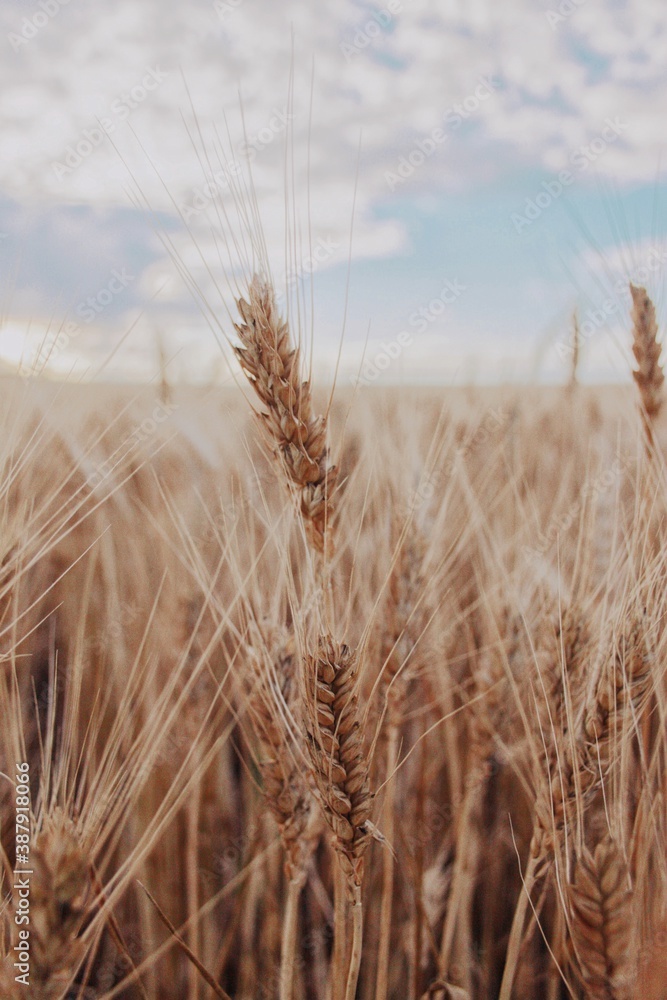 Obraz premium field of wheat