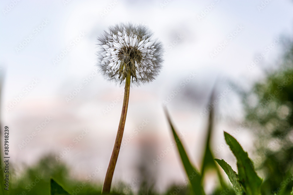 Dandelion in the green grass nature background.
