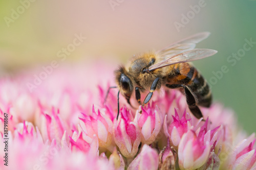 Honey bees collect pollen Spiraea flower. Macro shot. © vlntn