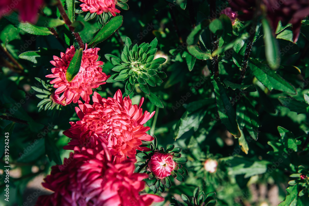 Bright pink flowers in the summer garden. Red peonies with green leaves on sunny day close-up. Flower background. Bright pink flowers in the summer garden. Red peonies with green leaves on sunny day close-up. Flower background.