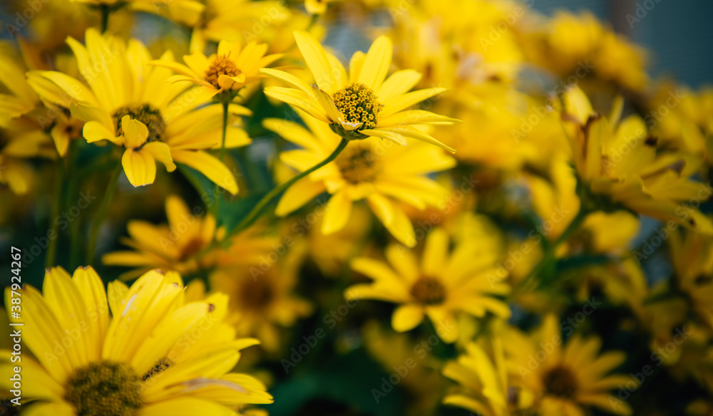 Fototapeta premium Large yellow garden flowers, close-up. Yellow daisies, selective focus. Flower backgrounds. Gardening.