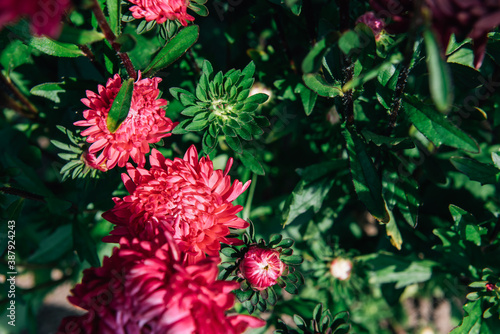 Bright pink flowers in the summer garden. Red peonies with green leaves on sunny day close-up. Flower background.
