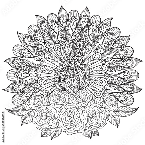 Peacock and rose. Hand drawn sketch illustration for adult coloring book
