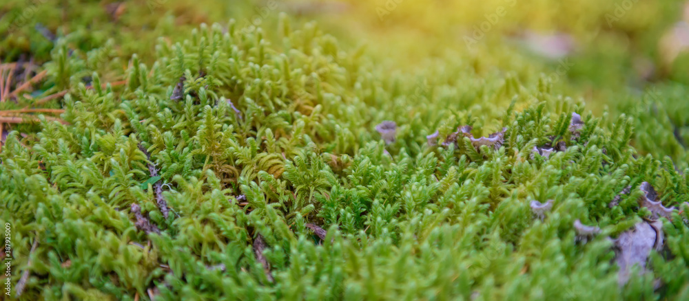 Wet green moss in sunlight, close-up, selective focus. Natural plant background. Wet green moss in sunlight, close-up, selective focus. Natural plant background.
