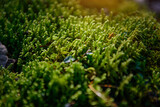 Soft green wet moss carpet the ground, selective focus. Grassy undergrowth in sunlight, close-up. Plant background.