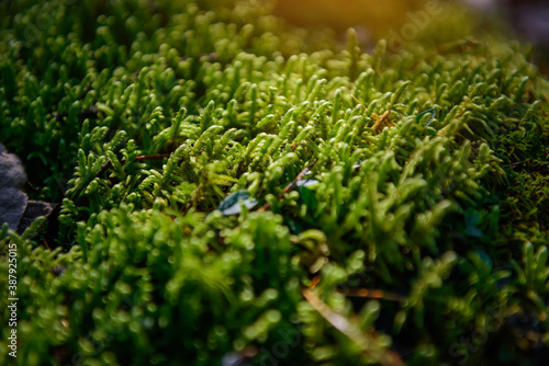 Soft green wet moss carpet the ground  selective focus. Grassy undergrowth in sunlight  close-up. Plant background.