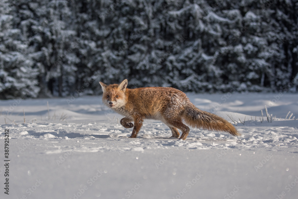 Fototapeta premium Red fox Vulpes vulpes with a bushy tail hunting in the snow in winter in Algonquin Park in Canada