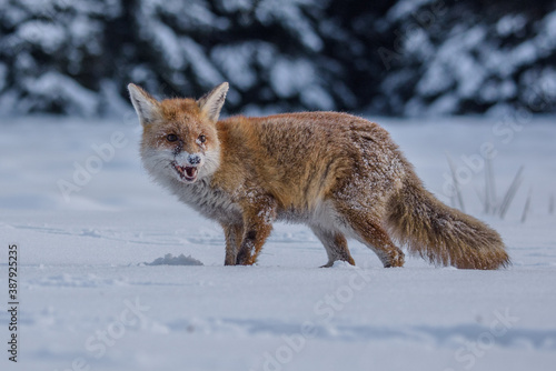 Red fox Vulpes vulpes with a bushy tail hunting in the snow in winter in Algonquin Park in Canada