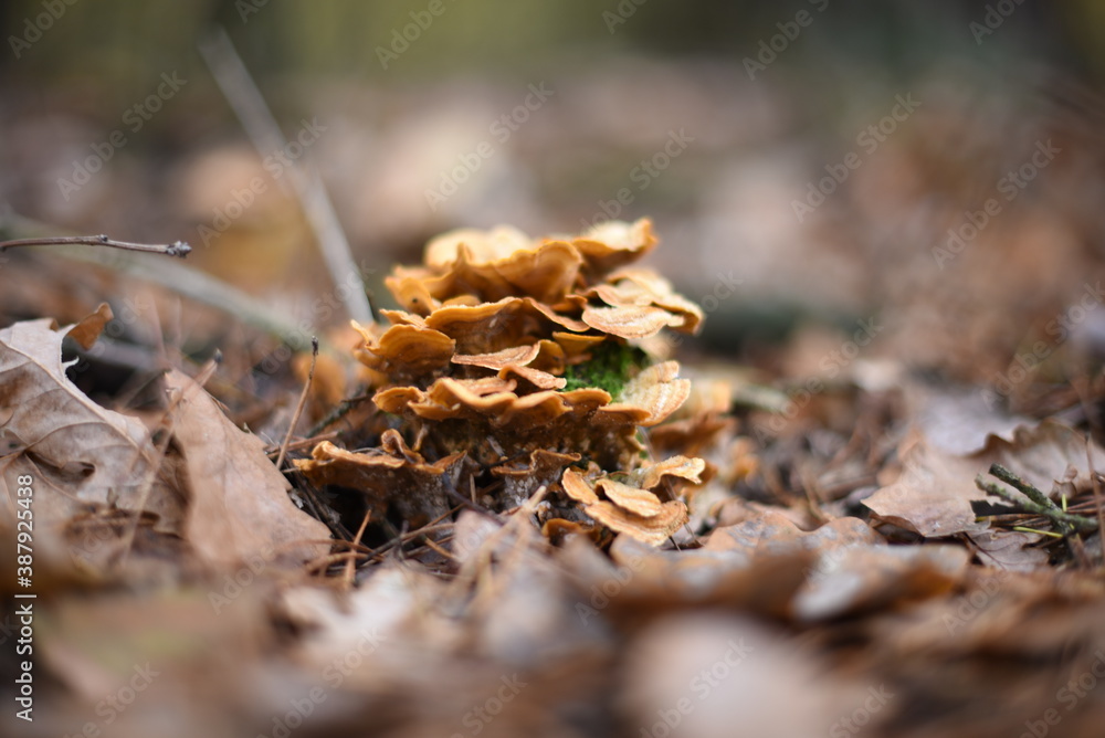 Mushrooms in the autumn forest. Mushrooms in the autumn forest.