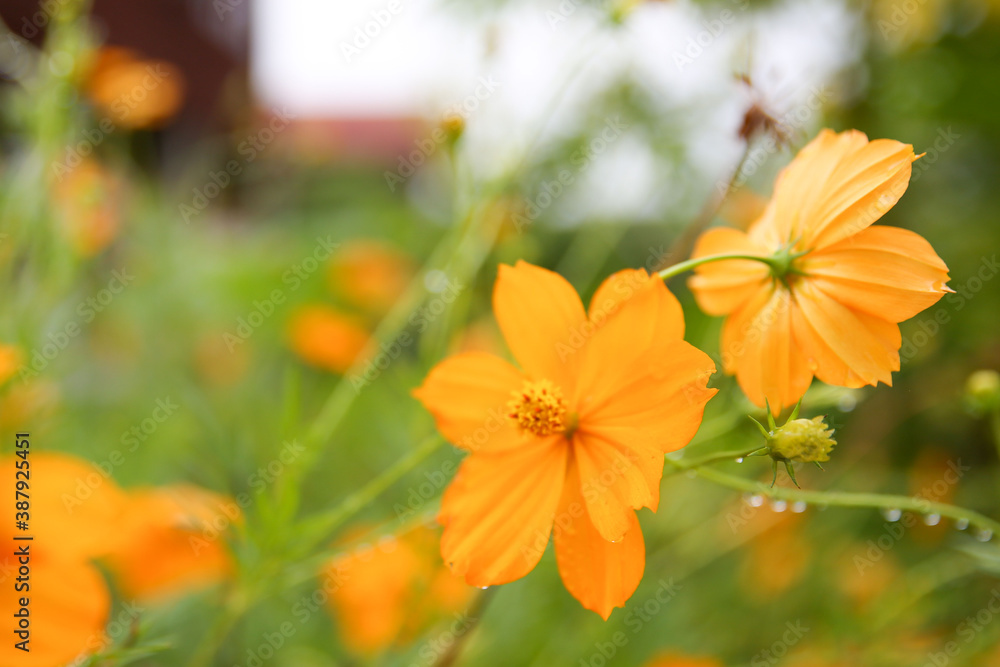 Yellow cosmos flower soft focus with some sharp and blurred background. Yellow cosmos flower soft focus with some sharp and blurred background.