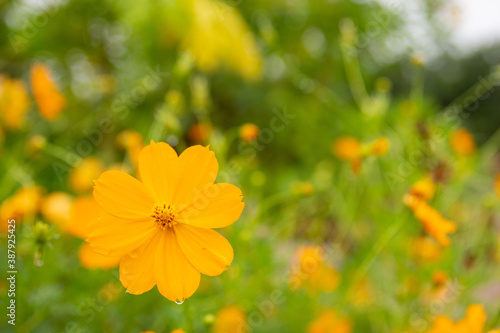 Yellow cosmos flower soft focus with some sharp and blurred background.
