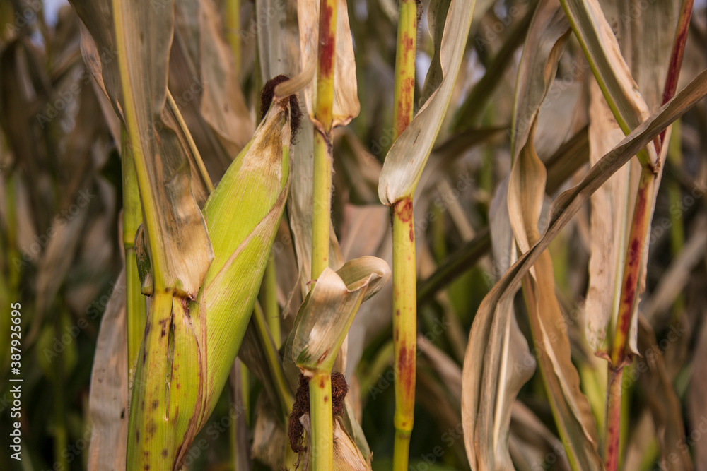 A closeup eye level view of an ear of corn on brown cornstalk ready for harvest. Concept of harvest season, farming, agriculture, and ethanol.
A closeup eye level view of an ear of corn on brown cornstalk ready for harvest. Concept of harvest season, farming, agriculture, and ethanol.