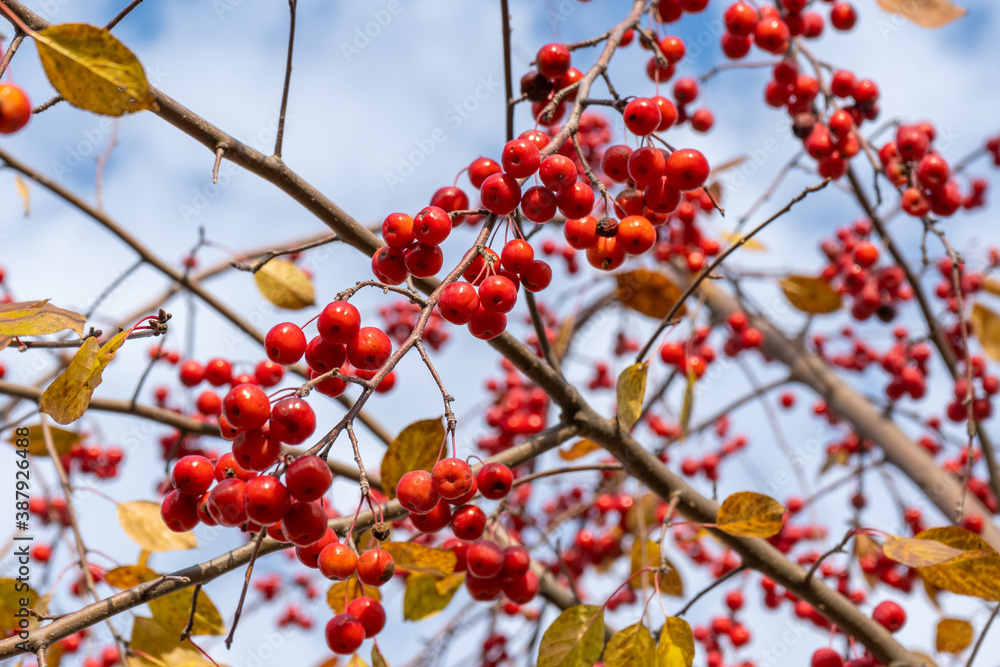 Wild ripe red apples on the tree . Selective focus. Wild ripe red apples on the tree . Selective focus.