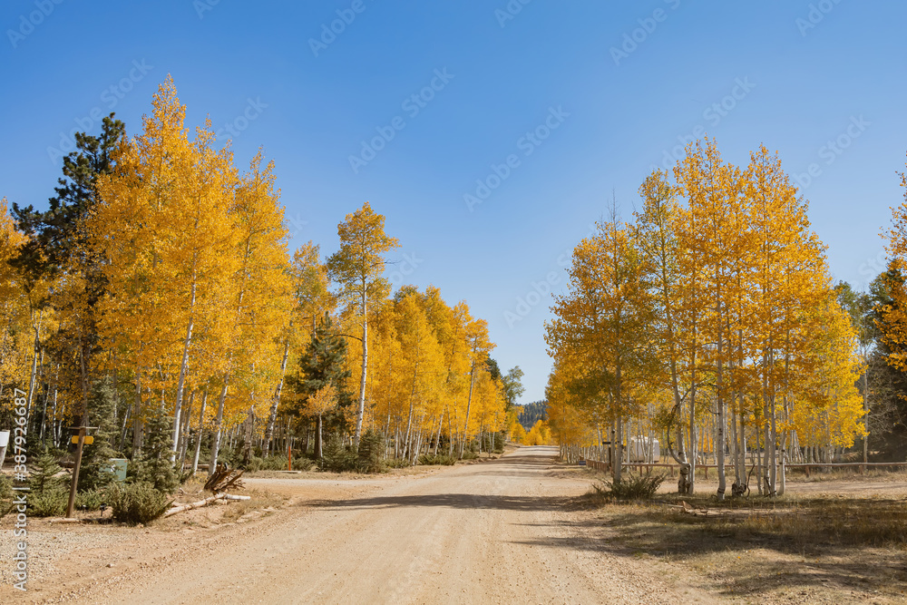 Fototapeta premium Beautiful sunny fall color around Strawberry Point Road