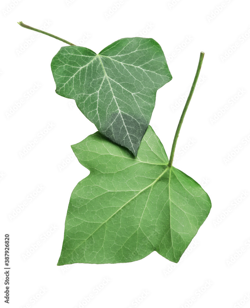 Green ivy leaves on white background Green ivy leaves on white background