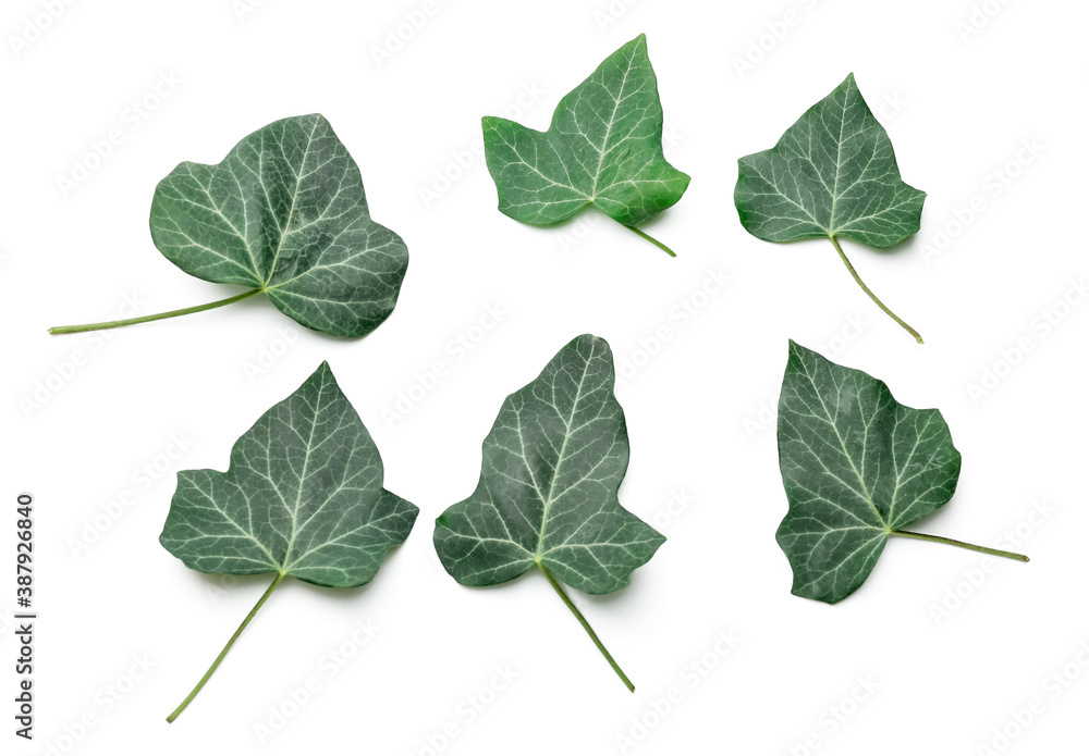 Green ivy leaves on white background Green ivy leaves on white background