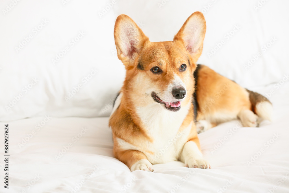 Cute dog lying on bed at home Cute dog lying on bed at home