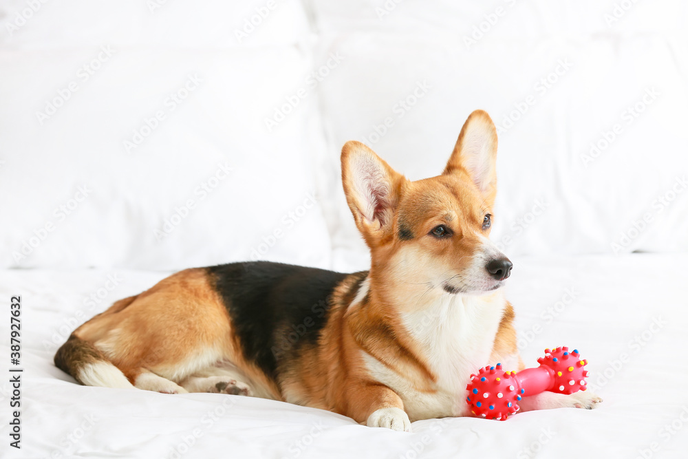 Cute dog with toy lying on bed Cute dog with toy lying on bed