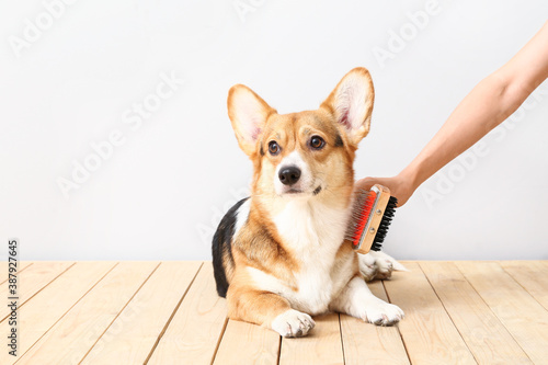 Owner brushing cute dog on light background © Pixel-Shot