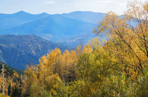 Sunny autumn day in the Sayan mountains  Siberia. Autumn colors of trees and tops in a blue haze.