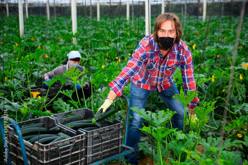 italian man and woman with masks cultivating marrows in hothouse