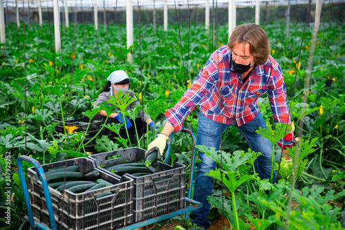 farmers cultivating courgettes in hothouse during coronavirus