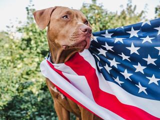 Lovable, pretty puppy of chocolate color. Close-up, outdoor. Day light. Concept of care, education, obedience training, raising pets
