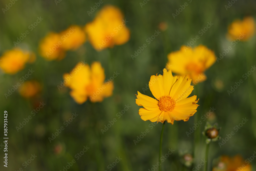 Coreopsis flowers Coreopsis flowers