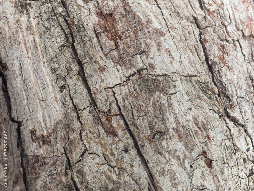 Close-up dry bark background from big tree Close-up dry bark background from big tree