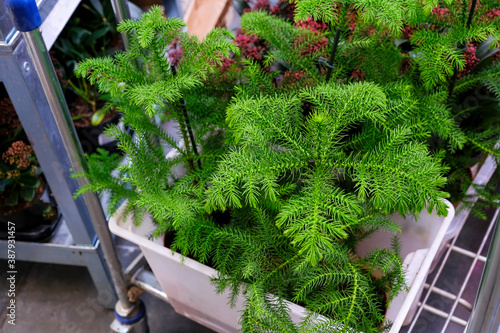 Foto Araucaria Plant on flowerpot for sale in the store