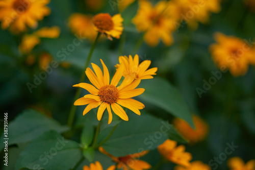 Coreopsis flowers